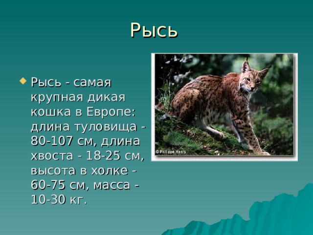 Проект рысь 4 класс