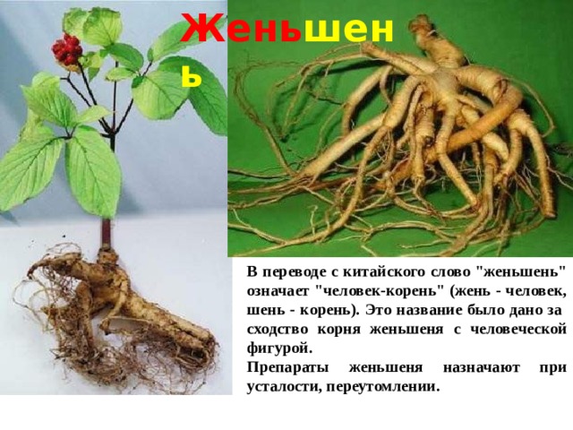 Запах корень. Крымский женьшень. Женьшень корень человек. Женьшень китайский. Человек корень растение с китайского.