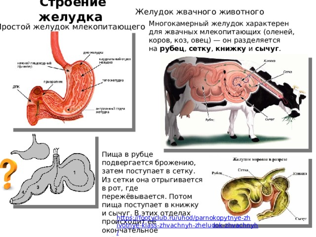 В желудке жвачных млекопитающих постоянно обитают. Строение многокамерного желудка жвачных. Строение многокамерного желудка у млекопитающих. Строение желудка жвачных млекопитающих. Многокамерный желудок жвачных животных.