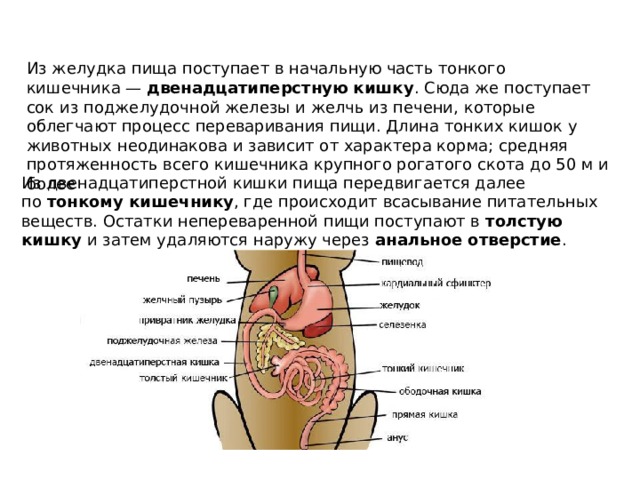 Из желудка пища поступает в начальную часть тонкого кишечника —  двенадцатиперстную кишку . Сюда же поступает сок из поджелудочной железы и желчь из печени, которые облегчают процесс переваривания пищи. Длина тонких кишок у животных неодинакова и зависит от характера корма; средняя протяженность всего кишечника крупного рогатого скота до 50 м и более  Из двенадцатиперстной кишки пища передвигается далее по  тонкому кишечнику , где происходит всасывание питательных веществ. Остатки непереваренной пищи поступают в  толстую кишку  и затем удаляются наружу через  анальное отверстие . 