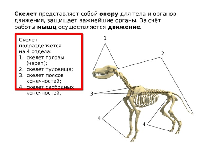 Тело млекопитающих подразделяется на. Отделы скелета животных. Осевой скелет животных. Деление скелета на отделы. Что представляет собой скелет.