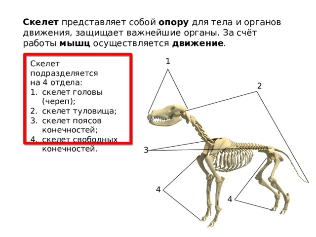 Скелет  представляет собой  опору  для тела и органов движения, защищает важнейшие органы. За счёт работы  мышц  осуществляется  движение . 1 Скелет подразделяется на 4 отдела: скелет головы (череп); скелет туловища; скелет поясов конечностей; скелет свободных конечностей. 2 3 4 4 