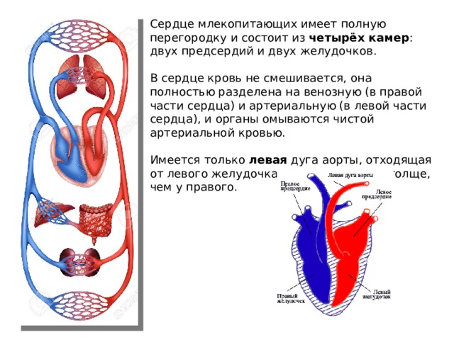 Сердце млекопитающих имеет полную перегородку и состоит из  четырёх камер : двух предсердий и двух желудочков.   В сердце кровь не смешивается, она  полностью разделена на венозную (в правой части сердца) и артериальную (в левой части сердца), и органы омываются чистой артериальной кровью.   Имеется только  левая  дуга аорты, отходящая от левого желудочка, стенки которого толще, чем у правого. 