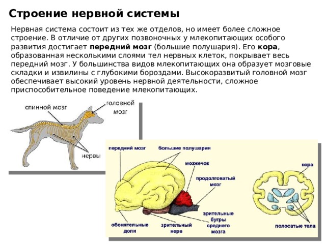 Строение нервной системы Нервная система состоит из тех же отделов, но имеет более сложное строение. В отличие от других позвоночных у млекопитающих особого развития достигает  передний мозг  (большие полушария). Его  кора , образованная несколькими слоями тел нервных клеток, покрывает весь передний мозг. У большинства видов млекопитающих она образует мозговые складки и извилины с глубокими бороздами. Высокоразвитый головной мозг обеспечивает высокий уровень нервной деятельности, сложное приспособительное поведение млекопитающих. 
