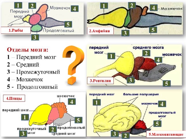 Строение головного мозга 1 2 3 1. Передний мозг 2. Мозжечок 3.Продолговатый мозг 