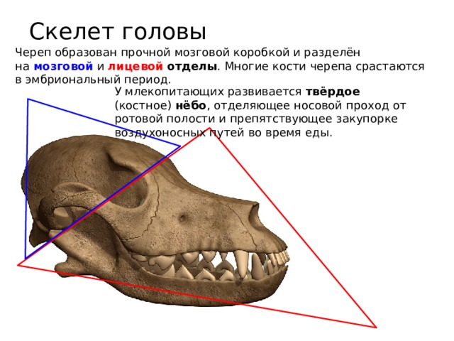 Строение черепа млекопитающих собака. Отделы скелета млекопитающих череп. Строение млекопитающих 7 класс биология череп.