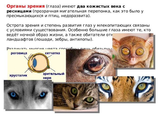Функция 3 века. Органы зрения млекопитающих. Глаза млекопитающих имеют. Расположение глаз у млекопитающих. Третье веко у млекопитающих.