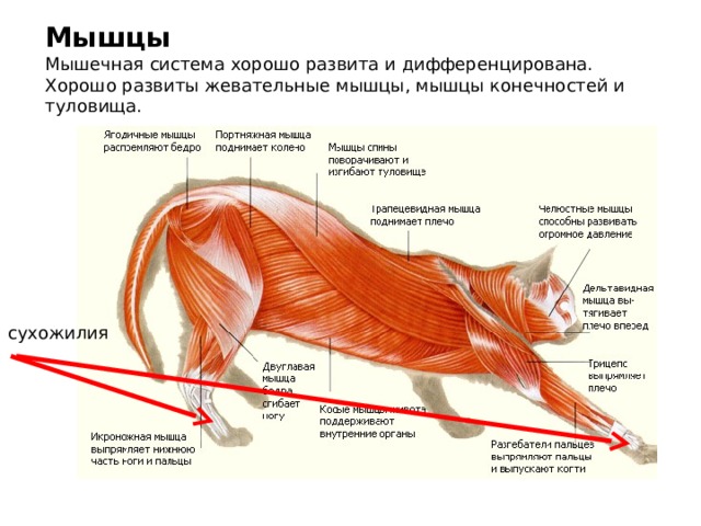 Мышцы Мышечная система хорошо развита и дифференцирована. Хорошо развиты жевательные мышцы, мышцы конечностей и туловища. сухожилия 