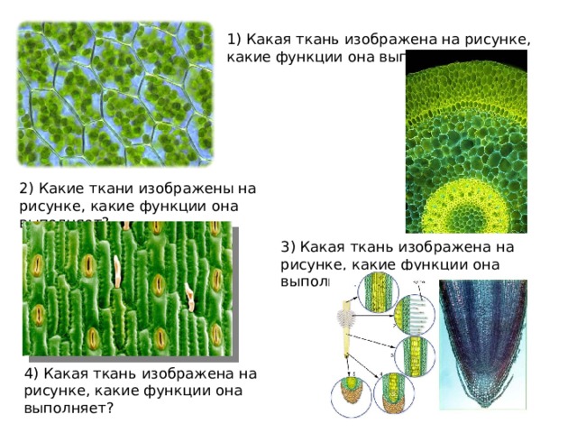 Клетки какой ткани изображены на рисунке