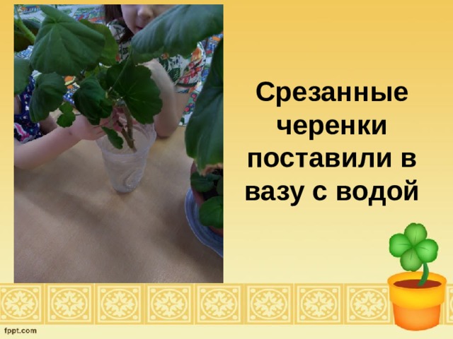 Срезанные черенки поставили в вазу с водой 