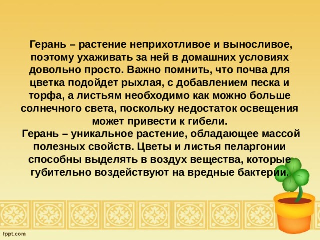  Герань – растение неприхотливое и выносливое, поэтому ухаживать за ней в домашних условиях довольно просто. Важно помнить, что почва для цветка подойдет рыхлая, с добавлением песка и торфа, а листьям необходимо как можно больше солнечного света, поскольку недостаток освещения может привести к гибели.  Герань – уникальное растение, обладающее массой полезных свойств. Цветы и листья пеларгонии способны выделять в воздух вещества, которые губительно воздействуют на вредные бактерии . 