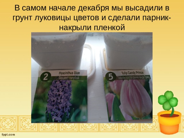 В самом начале декабря мы высадили в грунт луковицы цветов и сделали парник-накрыли пленкой 