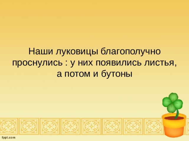 Наши луковицы благополучно проснулись : у них появились листья, а потом и бутоны 