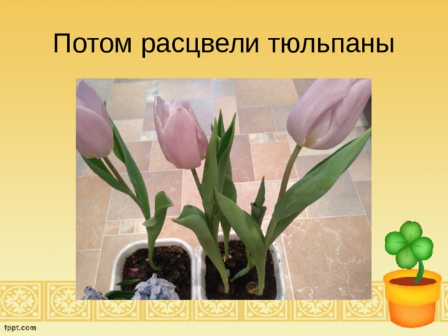 Потом расцвели тюльпаны 