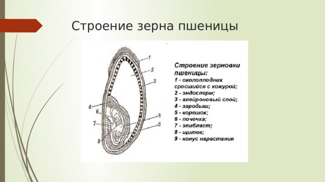 Составьте схему строения зерна пшеницы