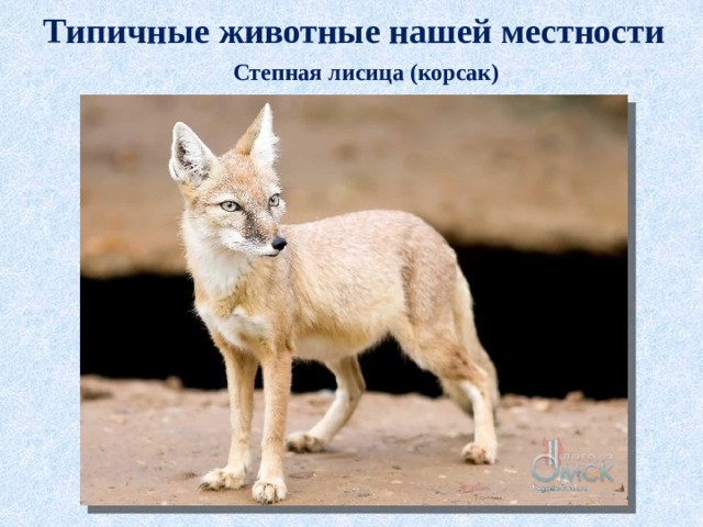 Типичные животные нашей местности Степная лисица (корсак) 