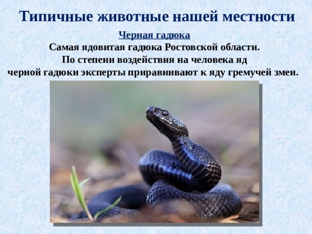 Типичные животные нашей местности Черная гадюка  Самая ядовитая гадюка Ростовской области.  По степени воздействия на человека яд  черной гадюки эксперты приравнивают к яду гремучей змеи.   