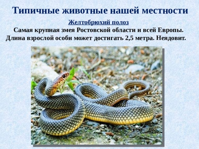 Типичные животные нашей местности Желтобрюхий полоз  Самая крупная змея Ростовской области и всей Европы. Длина взрослой особи может достигать 2,5 метра. Неядовит.    