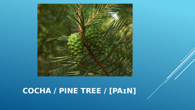 Сосна / pine tree / [paɪn] 