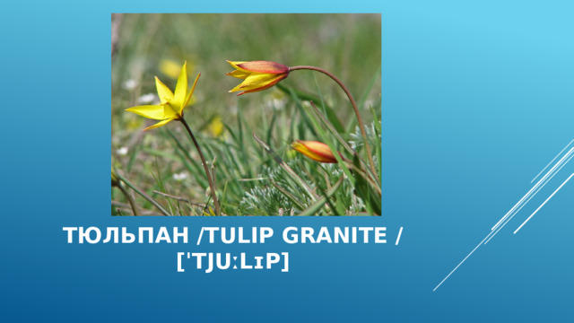 Тюльпан /Tulip granite / [ˈtjuːlɪp] 