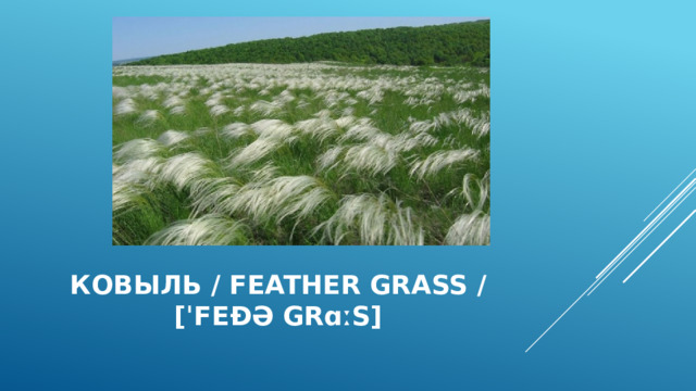 Ковыль / feather grass /  [ˈfeðə grɑːs] 