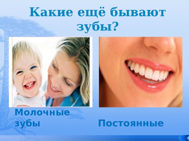 Какие ещё бывают зубы?  Постоянные Молочные зубы 