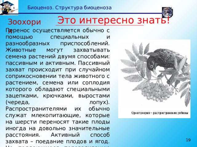 Презентация на тему взаимосвязь компонентов биоценоза и их приспособленность друг к другу 7 класс