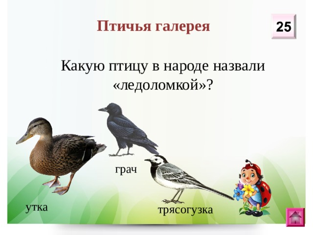 Птичья галерея Какую птицу в народе назвали «ледоломкой»? грач утка трясогузка 