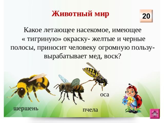 Животный мир Какое летающее насекомое, имеющее  « тигриную» окраску- желтые и черные полосы, приносит человеку огромную пользу- вырабатывает мед, воск? оса шершень пчела 
