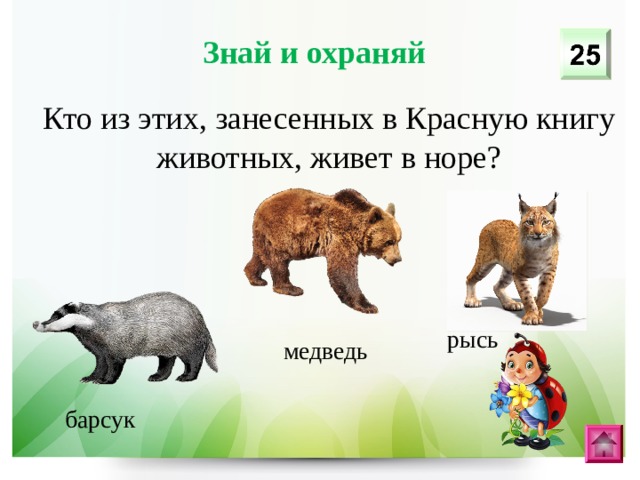 Знай и охраняй Кто из этих, занесенных в Красную книгу животных, живет в норе? рысь медведь барсук 