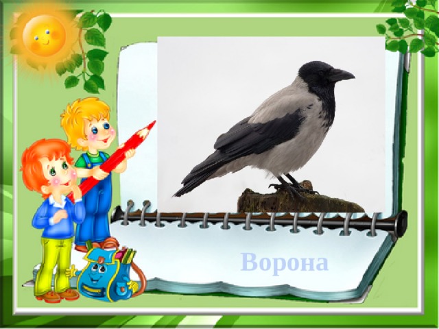     Ворона 