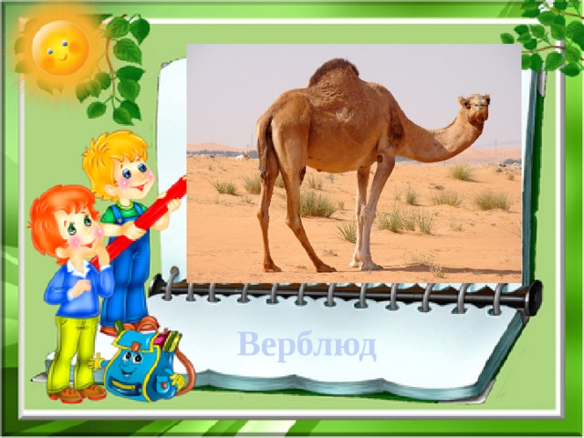  Верблюд 