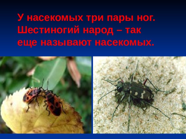 У насекомых три пары ног. Шестиногий народ – так еще называют насекомых. 