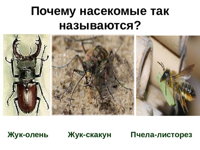 Почему насекомые так называются? Жук-олень Жук-скакун Пчела-листорез  