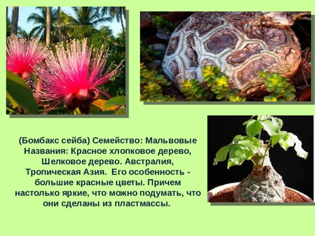 Необычные растения проект 5 класс