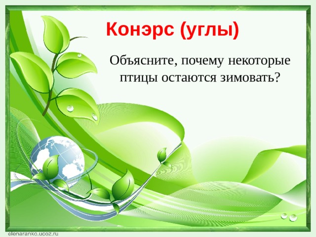 Конэрс (углы) Объясните, почему некоторые птицы остаются зимовать? 