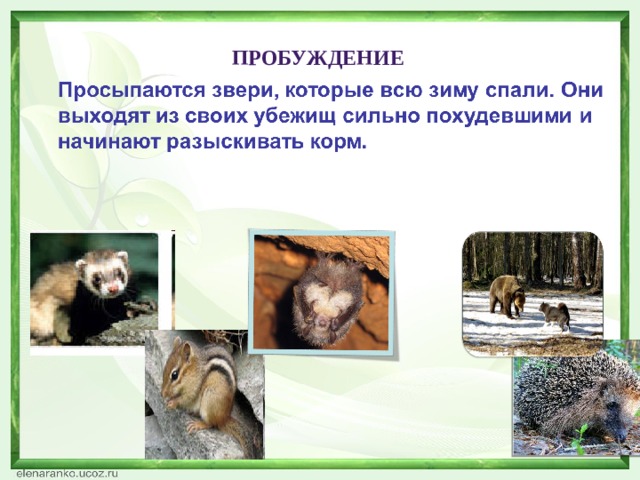 пробуждение 