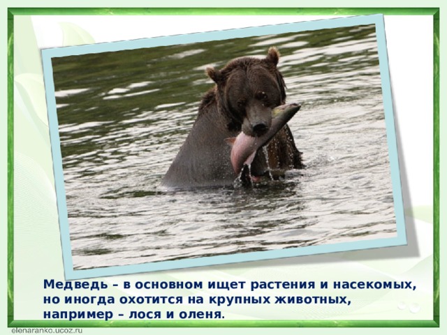 Медведь – в основном ищет растения и насекомых, но иногда охотится на крупных животных, например – лося и оленя . 