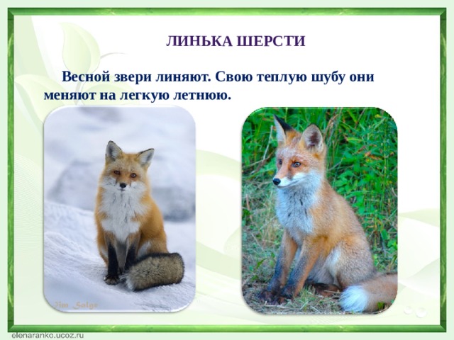 ЛИНЬКА ШЕРСТИ  Весной звери линяют. Свою теплую шубу они меняют на легкую летнюю. 