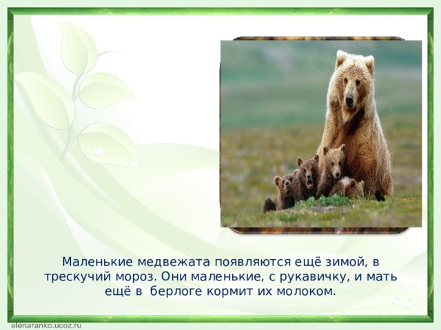 Маленькие медвежата появляются ещё зимой, в трескучий мороз. Они маленькие, с рукавичку, и мать ещё в берлоге кормит их молоком. 