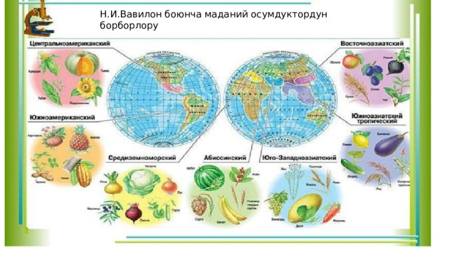 Н.И.Вавилон боюнча маданий осумдуктордун борборлору 