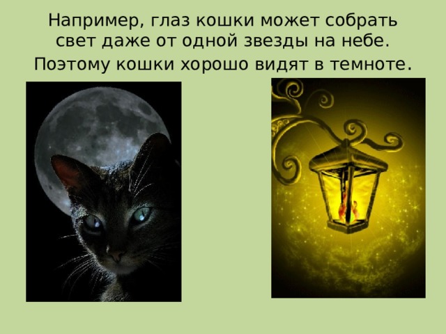 Например, глаз кошки может собрать свет даже от одной звезды на небе. Поэтому кошки хорошо видят в темноте . 
