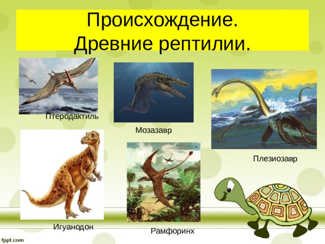 Происхождение.  Древние рептилии. Птеродактиль Мозазавр Плезиозавр Игуанодон Рамфоринх 
