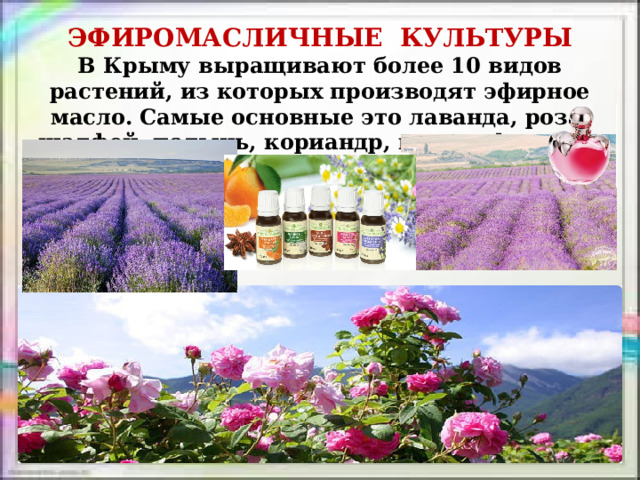 ЭФИРОМАСЛИЧНЫЕ КУЛЬТУРЫ В Крыму выращивают более 10 видов растений, из которых производят эфирное масло. Самые основные это лаванда, роза, шалфей, полынь, кориандр, мята и фенхель. 