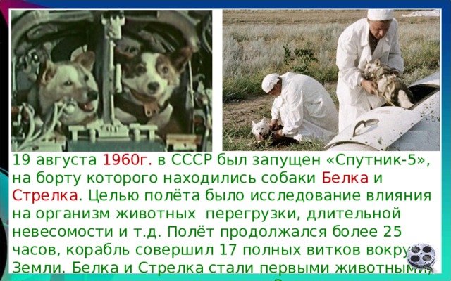 19 августа 1960г. в СССР был запущен «Спутник-5», на борту которого находились собаки Белка и Стрелка . Целью полёта было исследование влияния на организм животных перегрузки, длительной невесомости и т.д. Полёт продолжался более 25 часов, корабль совершил 17 полных витков вокруг Земли. Белка и Стрелка стали первыми животными, которые успешно вернулись на Землю из космоса. 