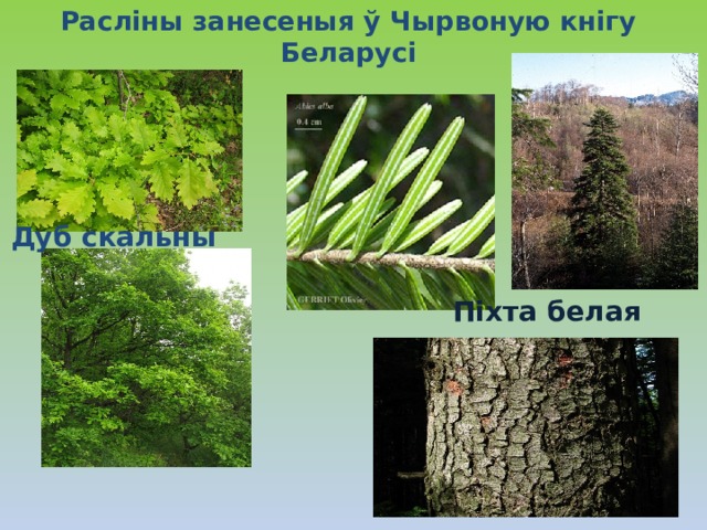 Растительный мир беларуси презентация