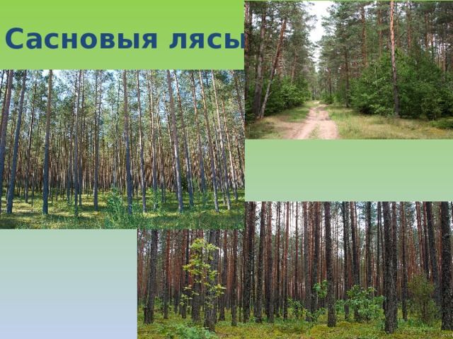 Растительный мир беларуси презентация