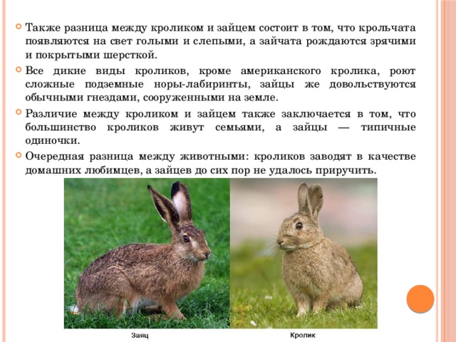 Различие зайца и белки. Разница между кроликом и зайцем. Различие между зайцем и кроликом. Разница Себду кроликом и зайцем. Зайчата рождаются зрячими.