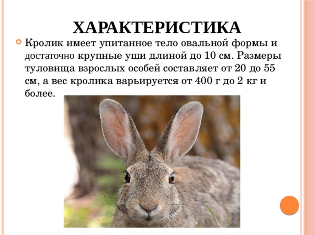 Характеристика человека как животного. Характеристика кролика. Год кролика характеристика. Особенности кроликов. Породы кроликов по размеру.