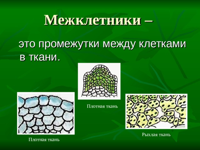 Межклетники –  это промежутки между клетками в ткани. Плотная ткань Рыхлая ткань Плотная ткань 